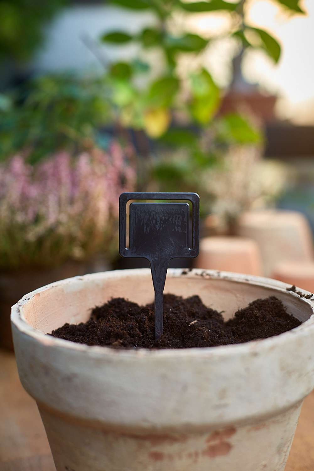 T- formede planteskilte, sorte